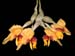 stanhopea_connata3