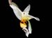 stanhopea_embreei