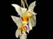 stanhopea_embreei_berggarten_ekuador2