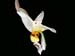 stanhopea_embreei_berggarten_ekuador3