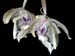stanhopea_florida