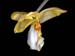 stanhopea_graveolens2