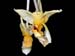 stanhopea_impressa