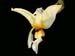 stanhopea_lietzei_var_aurata