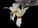 stanhopea_lietzei_var_aurata2