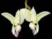 stanhopea_litzei