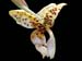 stanhopea_maculosa