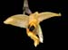 stanhopea_nigripes