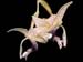 stanhopea_platyceras