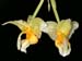 stanhopea_pseudoradiosa