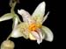 stanhopea_spec