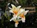 stanhopea_spec3