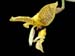 stanhopea_wardii