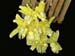 stanhopea_warscewicziana