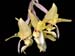 stanhopea_warzewicziana2
