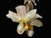 stanhopea_x_fowlieana_DSCN2554