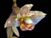 stanhopea_x_fowlieana_DSCN2763