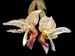 stanhopea_x_horichiana