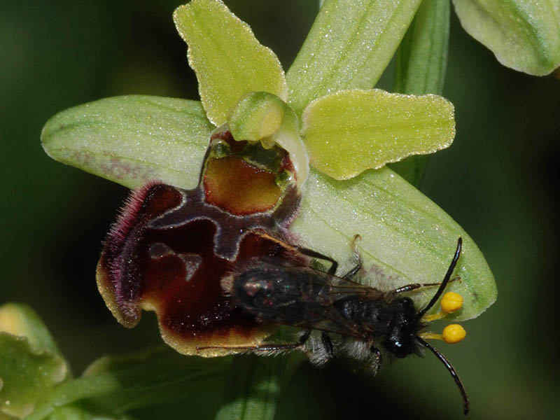 Ophrys sphegodes, Bestäuber, Ophrys, Erdorchideen