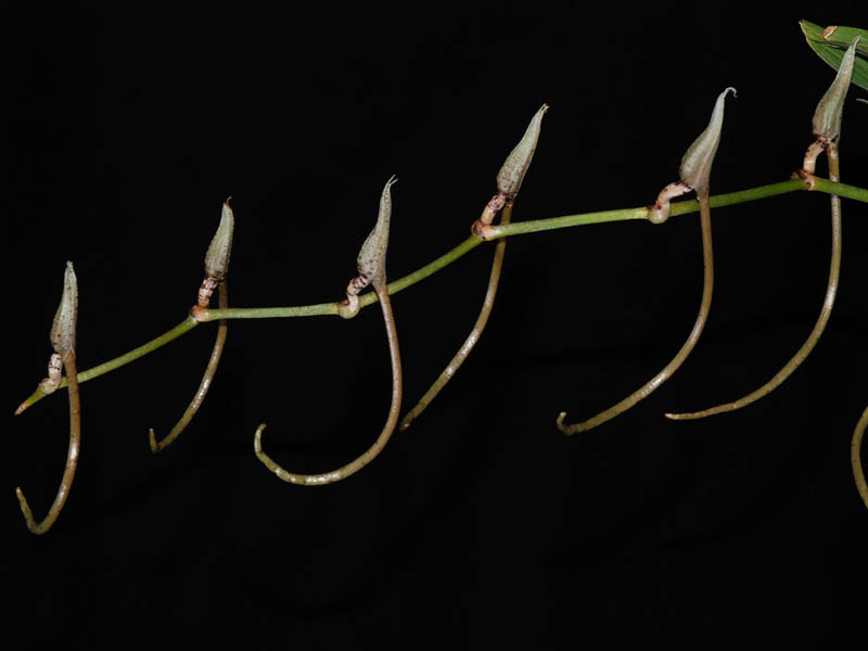 Plectrelminthus caudatus