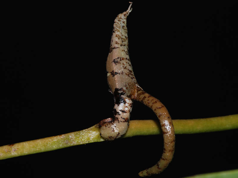 Plectrelminthus caudatus