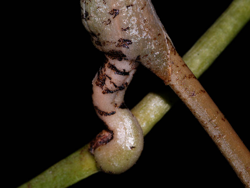 Plectrelminthus caudatus