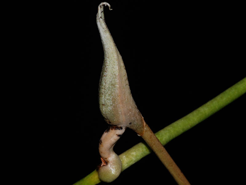 Plectrelminthus caudatus