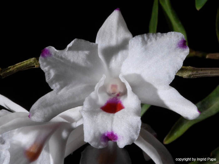 http://www.orchideen-bilder.de/blog2/Dendrobium_annae.jpg