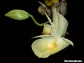 catasetum pileatum