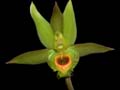 catasetum chrystyanum