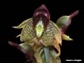 catasetum orchidglade