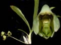 catasetum macroglossum