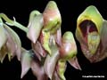 catasetum maculatum