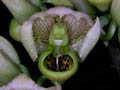 catasetum integerrimum