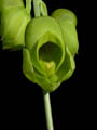 catasetum planiceps