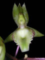 catasetum juruense