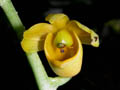 catasetum