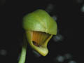 catasetum ochraceum