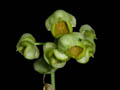 catasetum ochraceum