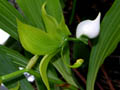 cycnoches lehmannii