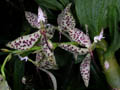 cycnoches pentadactylon