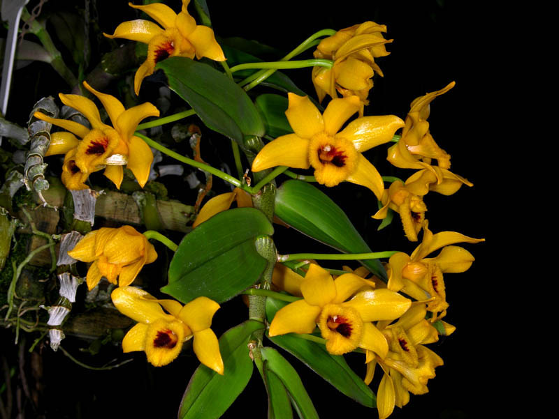 http://www.orchideen-bilder.de/dendrobien_2/dendrobium_ochreatum.jpg