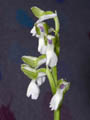 anacamptis morio alba