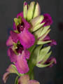 anacamptis morio x serapias orientalis