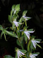 bonatea speciosa