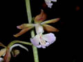 calanthe discolor