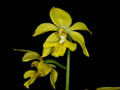 calanthe striata