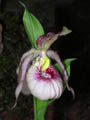 cypripedium