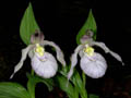 cypripedium aki
