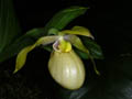 cypripedium fasciculatum